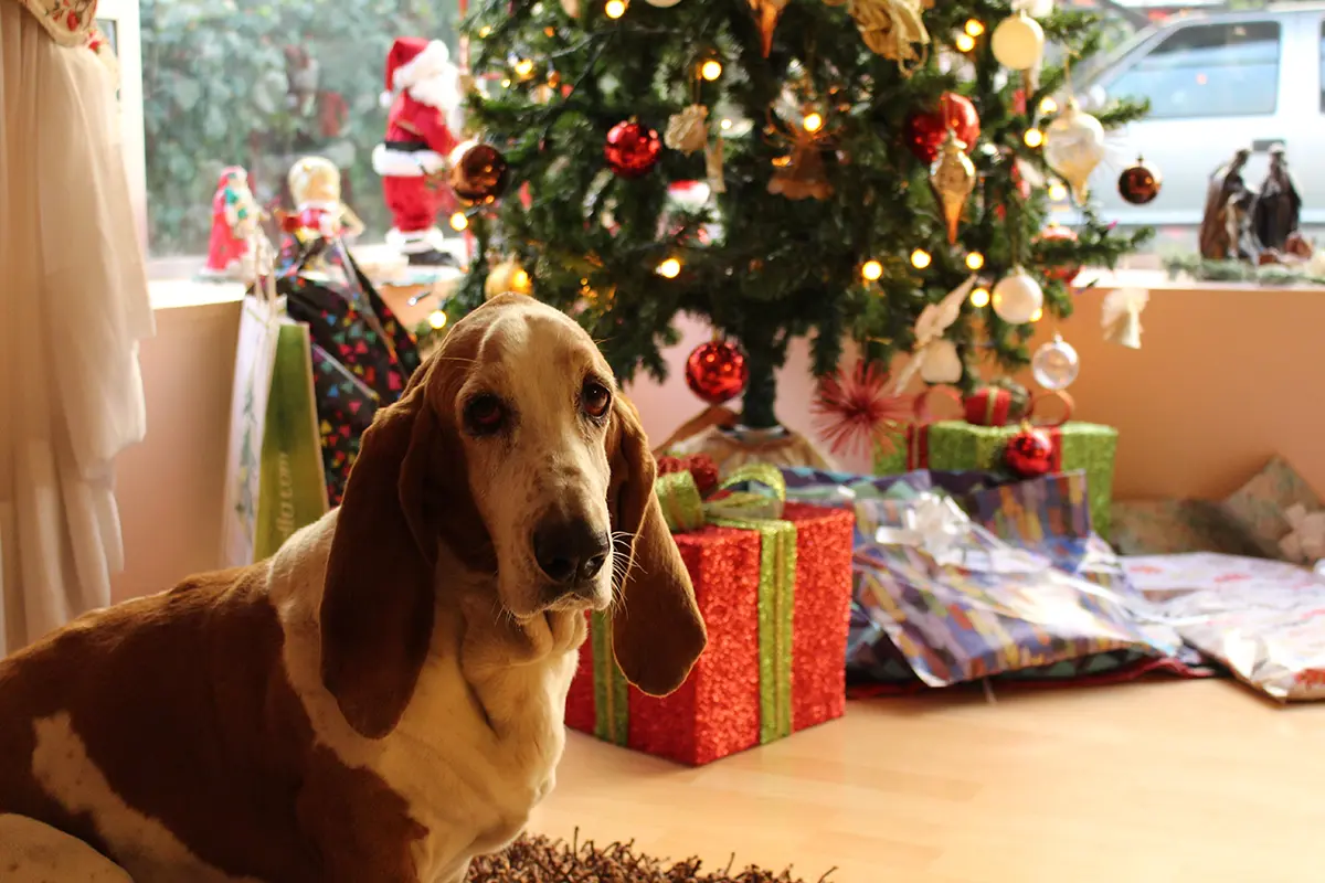Holiday Manners for your Pet