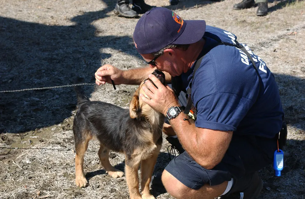 How Pet Rescues Help During Natural Disasters