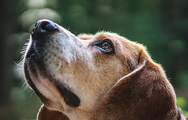 Helping Senior Pets Find Their Forever Homes
