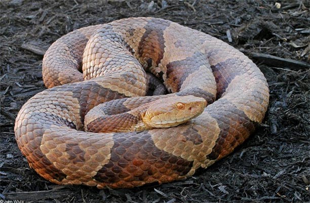 Northern Copperhead