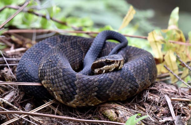 Eastern Cottonmouth
