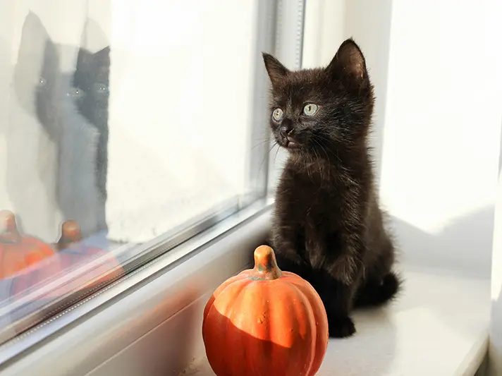 Happy Halloween